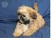 PoulaTo: Ανδρικά και θηλυκά κουτάβια Shih tzu
